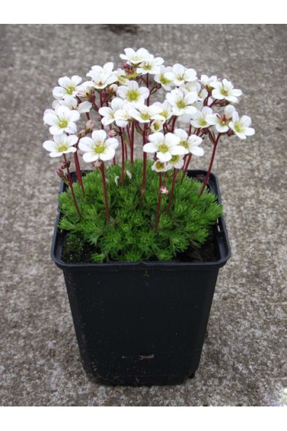 Ломикамінь Арендса саджанець 0,5 л