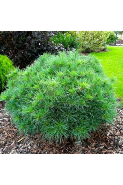 Pinus strobus Minima – компактна карликова форма сосни Веймутової.