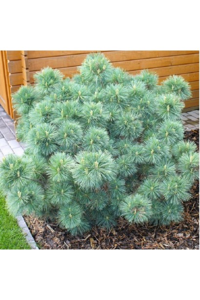 Сосна Веймутова Мініма – декоративний акцент для невеликих садів.