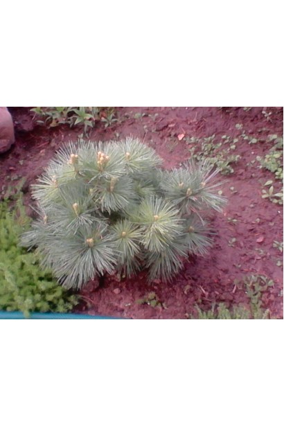 Pinus strobus Minima – мініатюрна сосна з округлою формою крони.