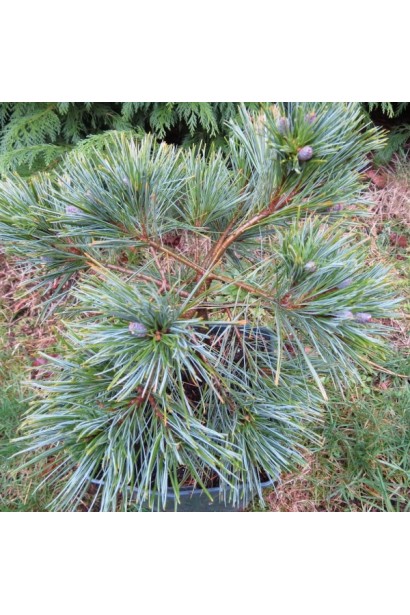 Сосна Веймутова Мініма