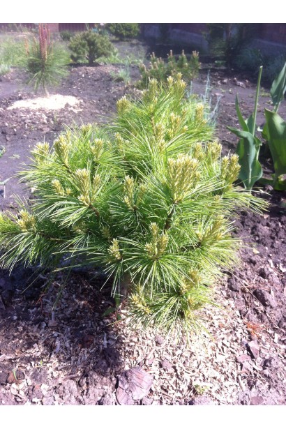 Сосна Веймутова Мініма – компактна рослина із гарною морозостійкістю.