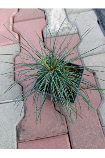 Сосна Веймутова Мініма