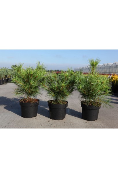 Pinus strobus Minima – компактний сорт сосни для посадки у контейнерах.