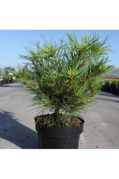 Сосна Веймутова Мініма – ідеальна рослина для рокаріїв та контейнерного озеленення.