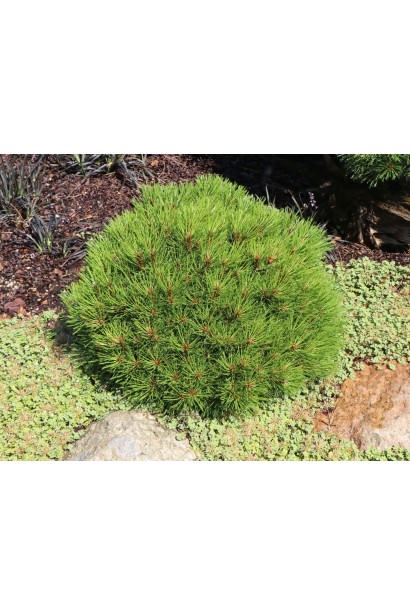 Сосна чорна з щільною формою