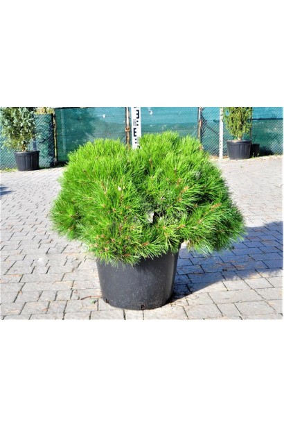 Саджанець "Марія Брегон" 50-60см/Ø70-80см