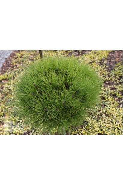 Сосна "Марія Брегон" для парків і алей.