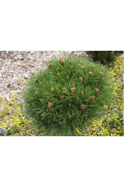 Темно-зелена хвоя сосни чорної.