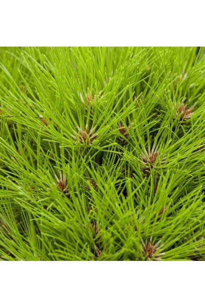 Хвоя сосни "Марія Брегон" у саду.