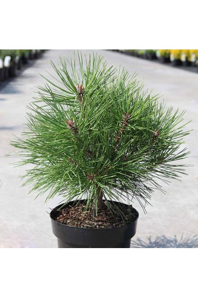 Декоративна сосна "Марія Брегон".