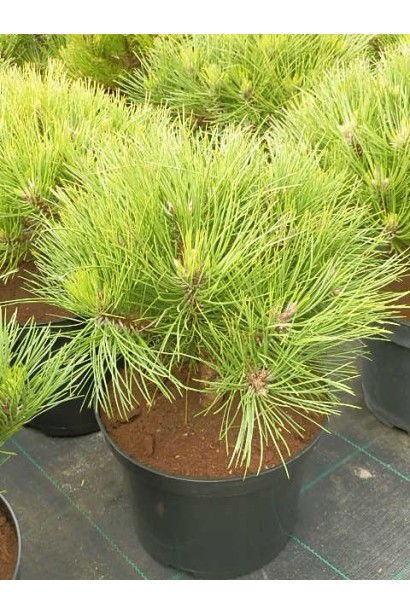 Саджанець "Марія Брегон" для саду.