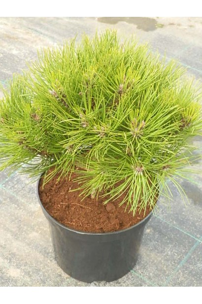 Сосна чорна / австрійська Марія Брегон в контейнері