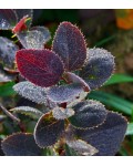 Барбарис обыкновенный Атропурпуреа листья
