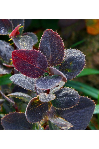 Барбарис Атропурпуреа пурпурные листья