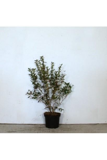 Барбарис съедобный Атропурпуреа в горшке