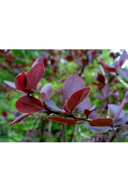 Багровые листья Барбариса Атропурпуреа