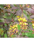 Berberis vulgaris Atropurpurea желтые цветы