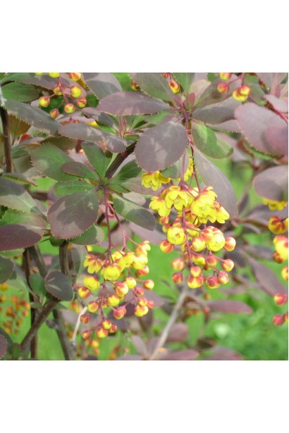 Berberis Atropurpurea желтые цветы