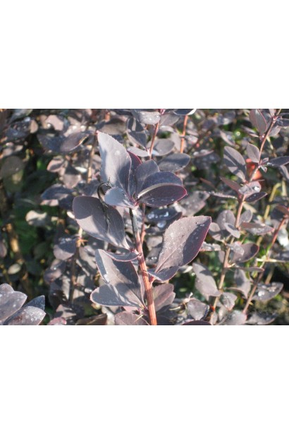 Барбарис Atropurpurea