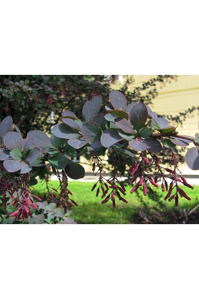 Барбарис обыкновенный съедобный Атропурпуреа