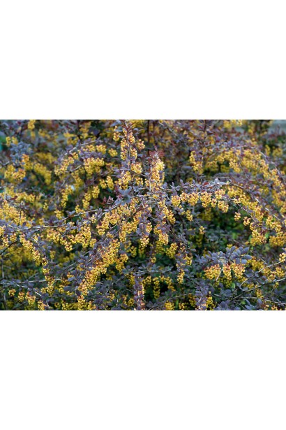 Барбарис обыкновенный съедобный Атропурпуреа цветение