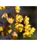 Барбарис обыкновенный съедобный цветы Атропурпуреа