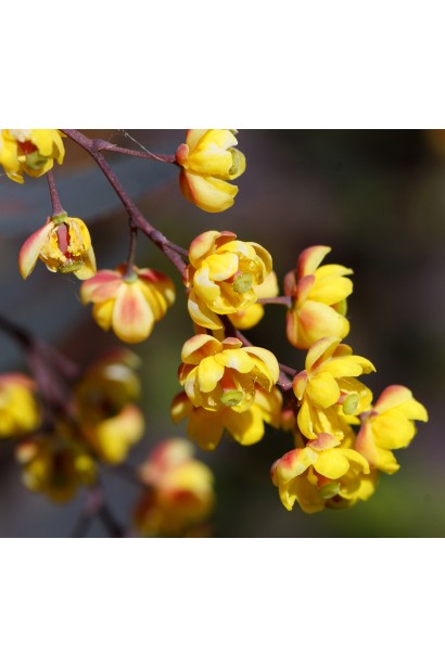 Барбарис обыкновенный съедобный Атропурпуреа цветение