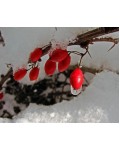 Барбарис Атропурпуреа ягоды