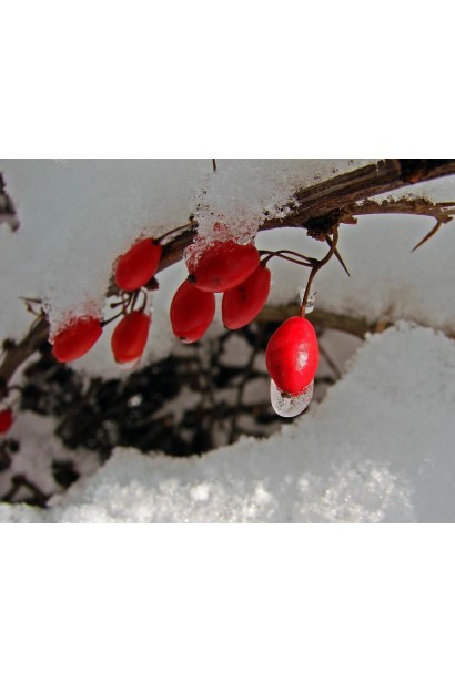 Барбарис Атропурпуреа ягоды