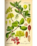Барбарис звичайний їстівний Атропурпуреа | Berberis vulgaris Atropurpurea | Барбарис обыкновенный съедобный Атропурпуреа
