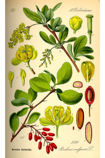 Berberis vulgaris Atropurpurea