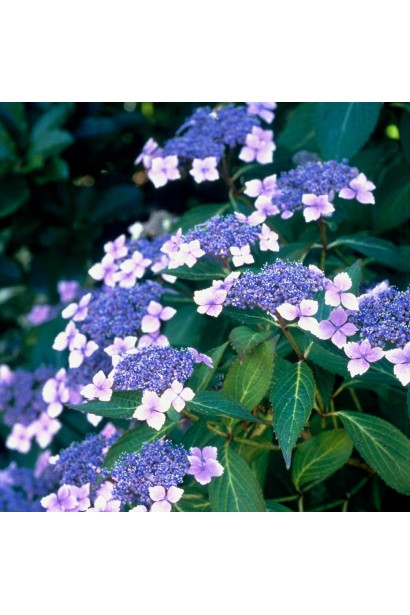 Гортензія пильчаста Блюберд 
