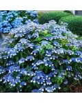 Гортензія пильчаста Блюберд | Hydrangea serrata Bluebird | Гортензия пильчастая Блюберд