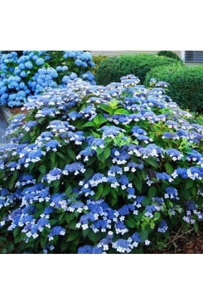 Гортензія пильчаста Блюберд  кулястий кущ