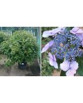Гортензія пильчаста Блюберд | Hydrangea serrata Bluebird | Гортензия пильчастая Блюберд