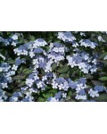 Гортензия пильчастая Блюберд | Hydrangea serrata Bluebird | Гортензія пильчаста Блюберд