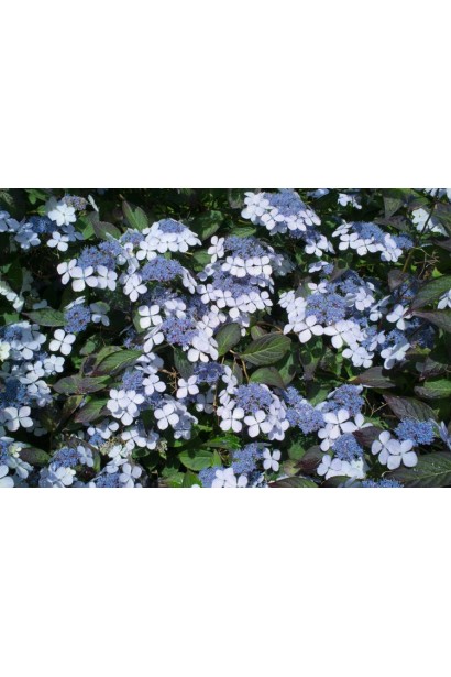 Гортензія пильчаста Блюберд зонтикоподібні суцвіття