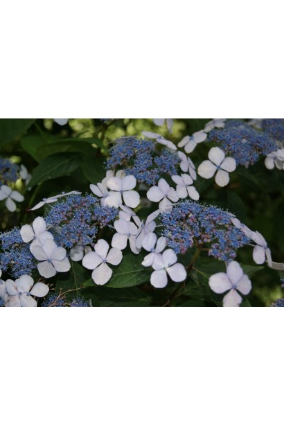 Гортензія Блюберд плоскі щитовидні суцвіття