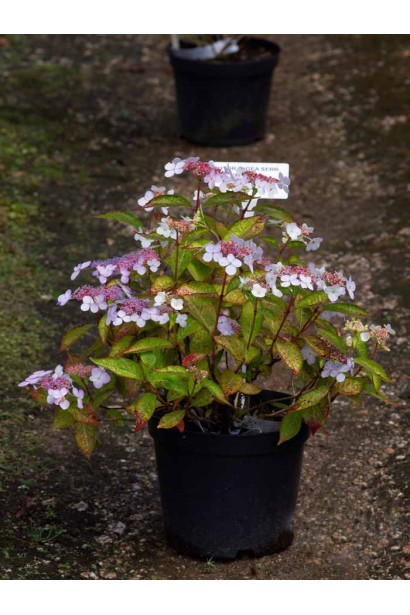 Гортензія пильчаста Блюберд саджанець в горщику