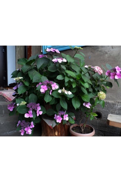 Гортензія Синій Птах в горщику