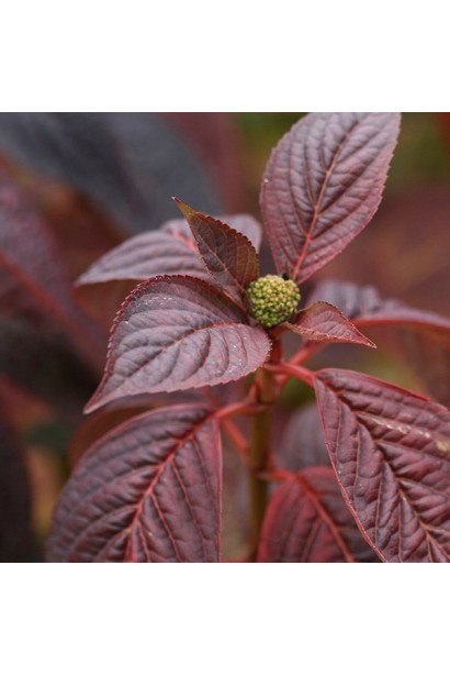 Гортензія польова Блюберд листя восени