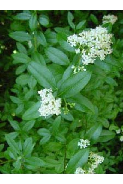 Бирючина овальнолиста Аргентеоварієгата | Ligustrum vulgare Argenteovariegata | Бирючина овальнолистная Аргентеовариегата