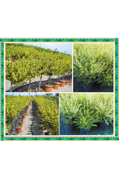 Бирючина овальнолиста Аргентеоварієгата | Ligustrum vulgare Argenteovariegata | Бирючина овальнолистная Аргентеовариегата