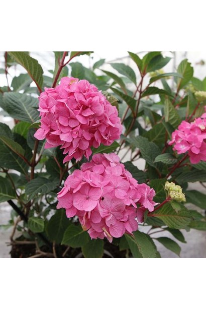  Гортензия широколистная Ендлес Саммер / Блум Стар