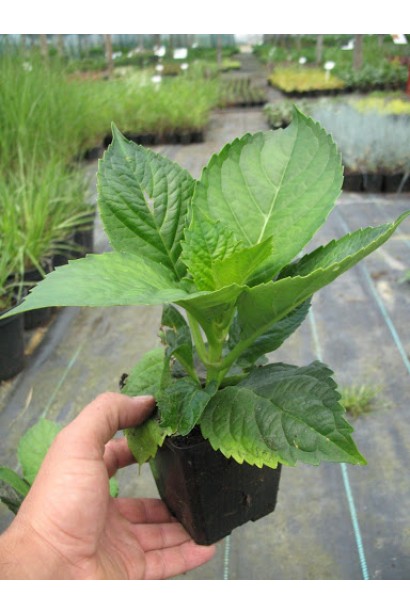 Гортензия Эндлес Саммер саженец Р9