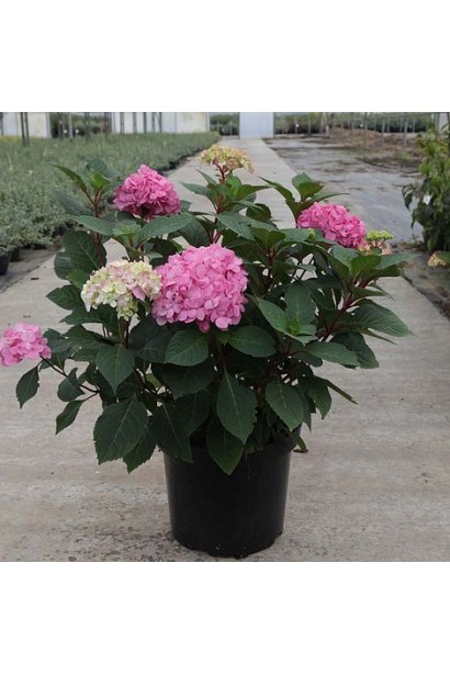 Гортензия Блум Стар сжанец в контейнере