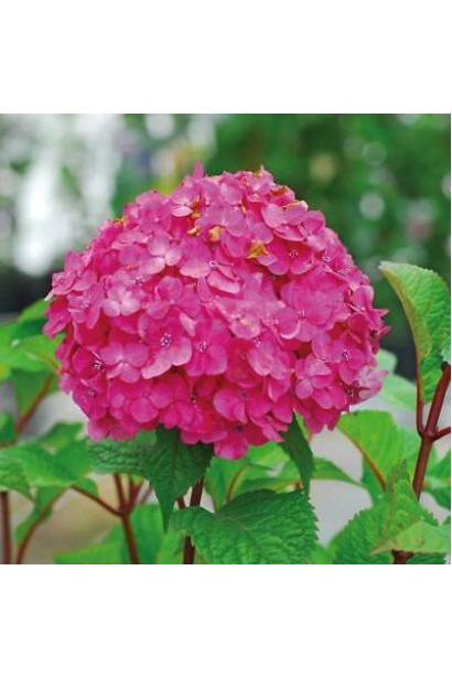 Гортензия Эндлес Саммер круглые соцветия