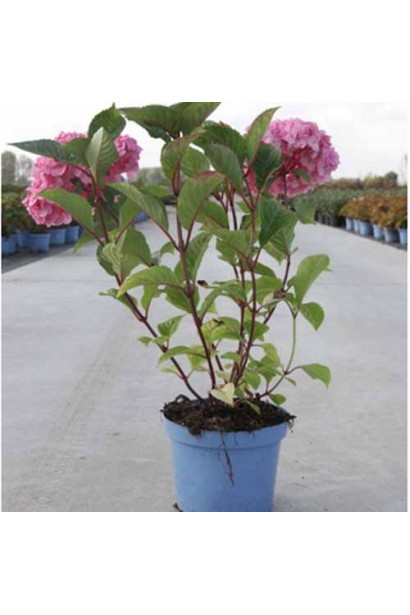 Гортензия широколистая Эндлес Саммер в горшке