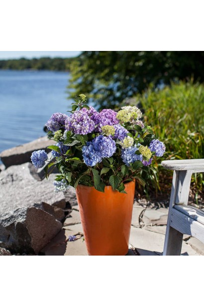 Hydrangea macrophylla Bloom Star